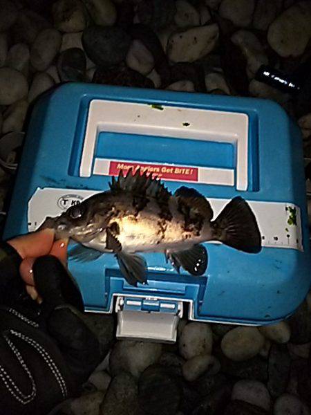 大きいメバルはお留守番です