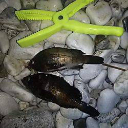 ちょこっとメバリング