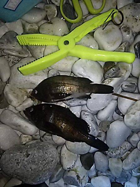 ちょこっとメバリング