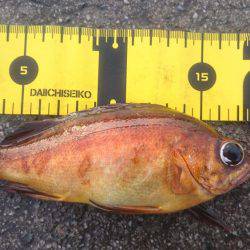 ヤリイカの合間に