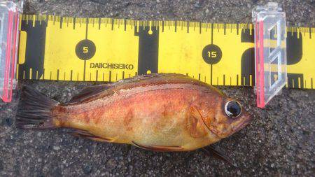 ヤリイカの合間に