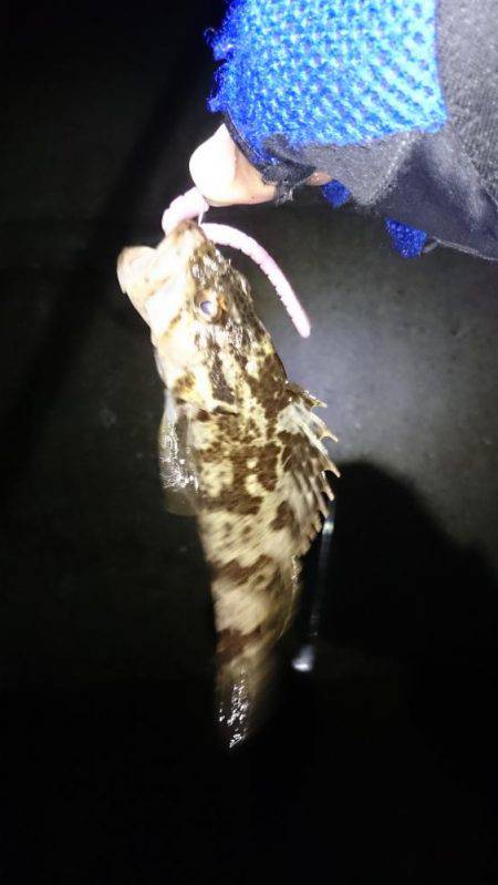 ジグヘッド、テキサスで南芦屋浜！