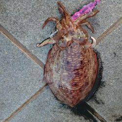 コウちゃん狙い