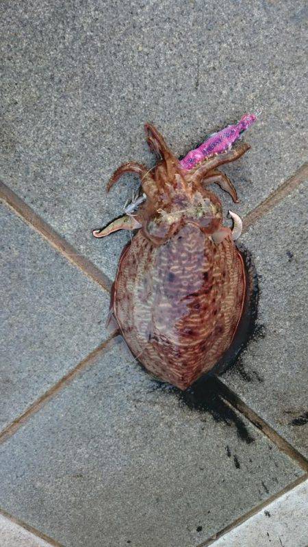 コウちゃん狙い