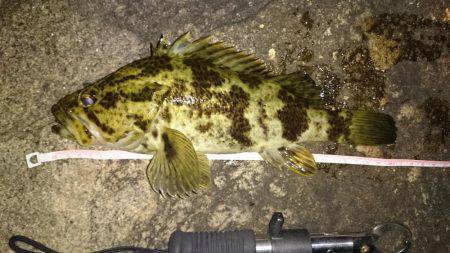 尺タケノコメバル！