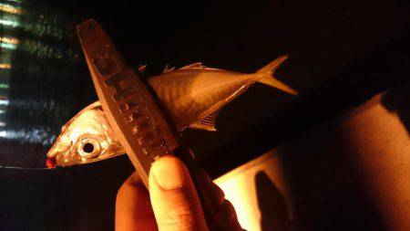 初釣りアジング