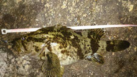 南芦屋浜タケノコメバルガシラ9匹！