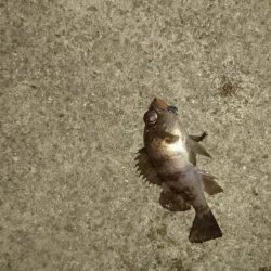 寒い中のメバリング