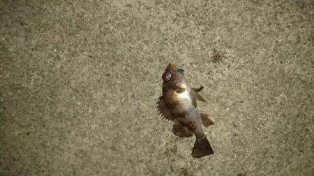 寒い中のメバリング