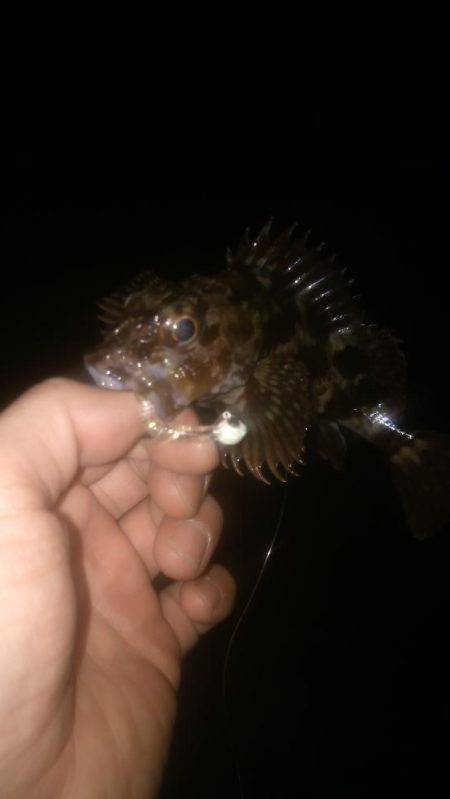 メバルを求めて