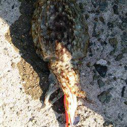 明けましておめでとうございます