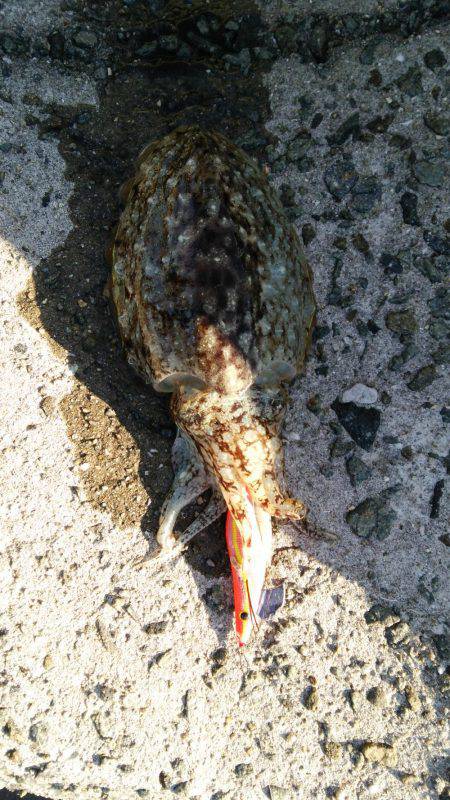 明けましておめでとうございます