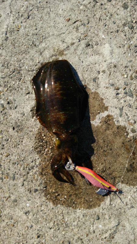 新年早々の投稿