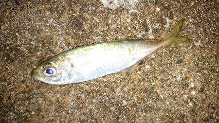 アジングラストチャンス。