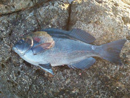 寒グレ～1日目～