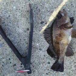 日中にまったりと