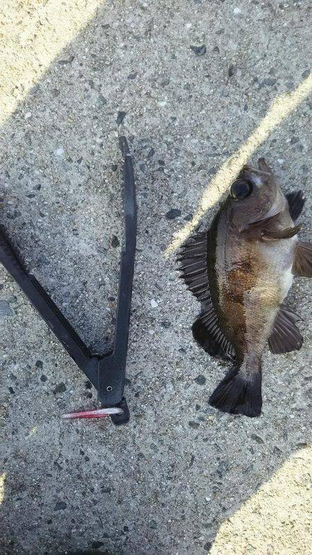 日中にまったりと