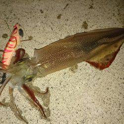 敦賀ヤリイカ開幕?