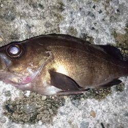 寒いなかでも初釣り