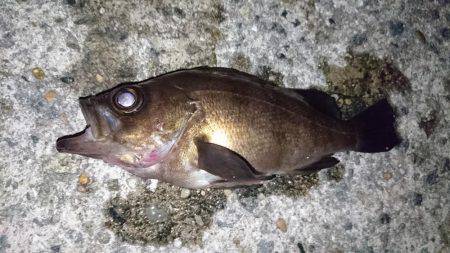 寒いなかでも初釣り