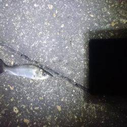 ヘタッピかな？