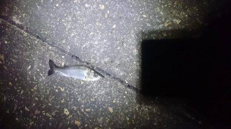 ヘタッピかな？