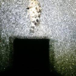 極寒メバリング