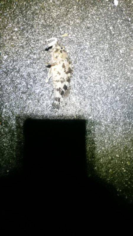 極寒メバリング