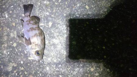 極寒メバリング