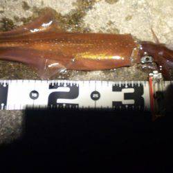 今年初釣果はヤリイカ