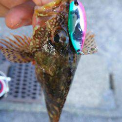 今年もガシラは付き合いがいい