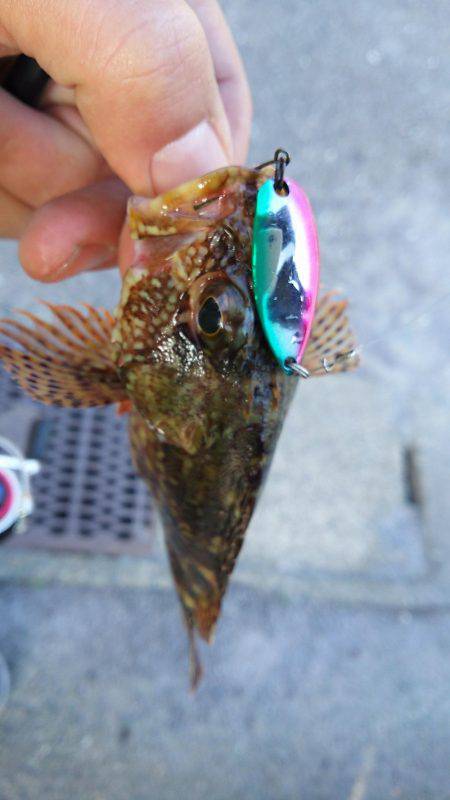 今年もガシラは付き合いがいい