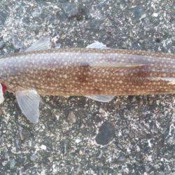 ショアジギング釣行