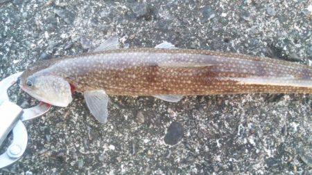 ショアジギング釣行