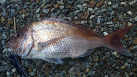 初めてのマダイ