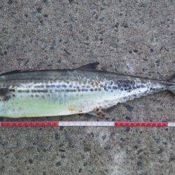 ひさしぶり～サゴシ～