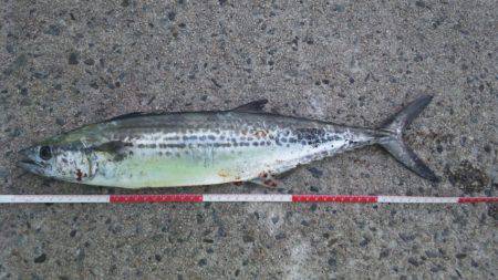 ひさしぶり～サゴシ～