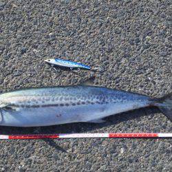 サゴシ連続釣行