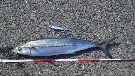 サゴシ連続釣行