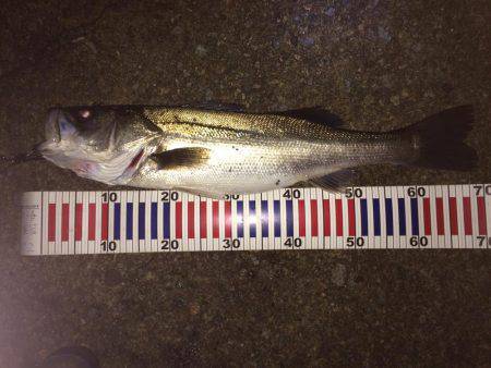 ナイトシーバス