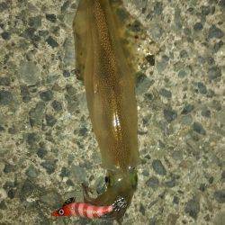 ヤリイカゲット