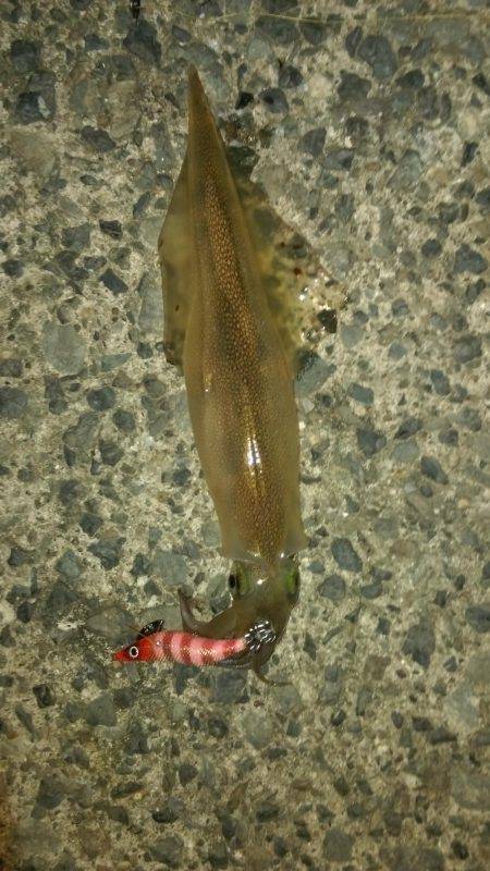 ヤリイカゲット