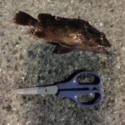 やっぱり寒すぎ