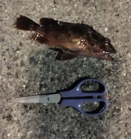 やっぱり寒すぎ