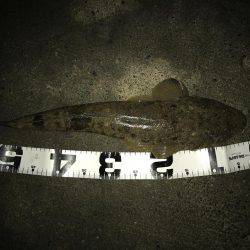 今年の初魚は！