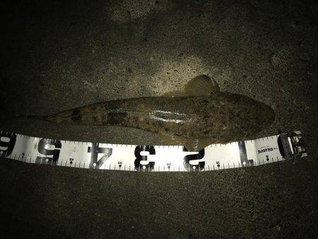 今年の初魚は！