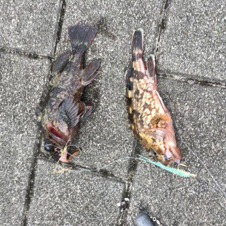 落とし込み釣り