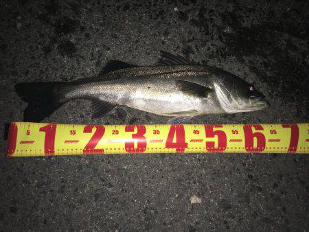 ショアジギ出来ないから....