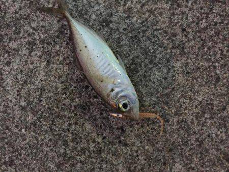 アジング釣行