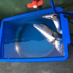 新年初釣り タチウオ便